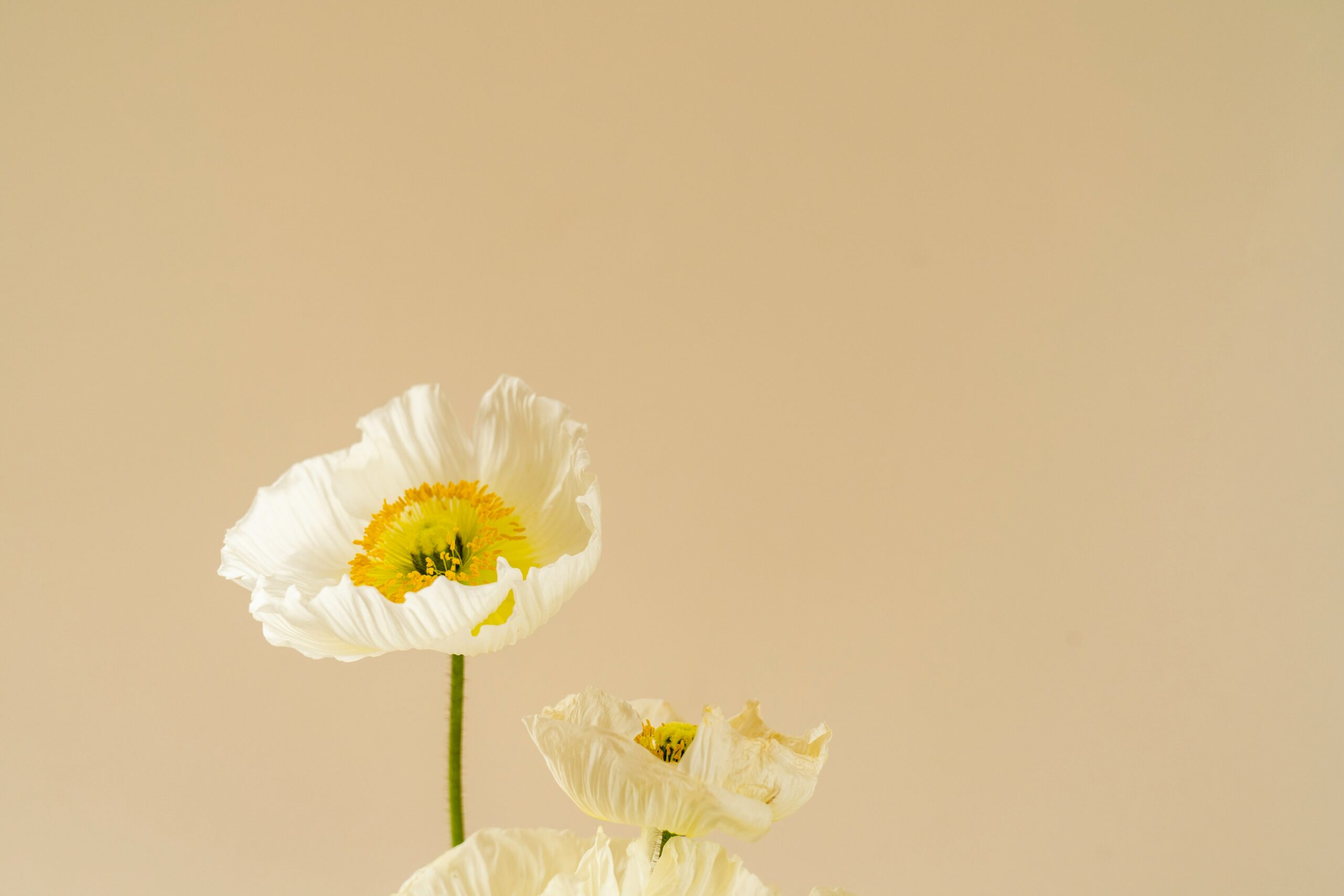 C'est le printemps
